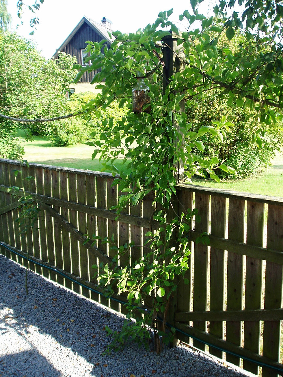 Japansk Träddödare