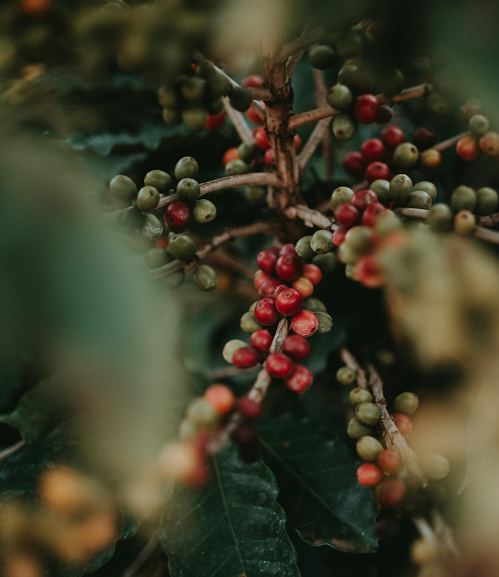 coffee plant