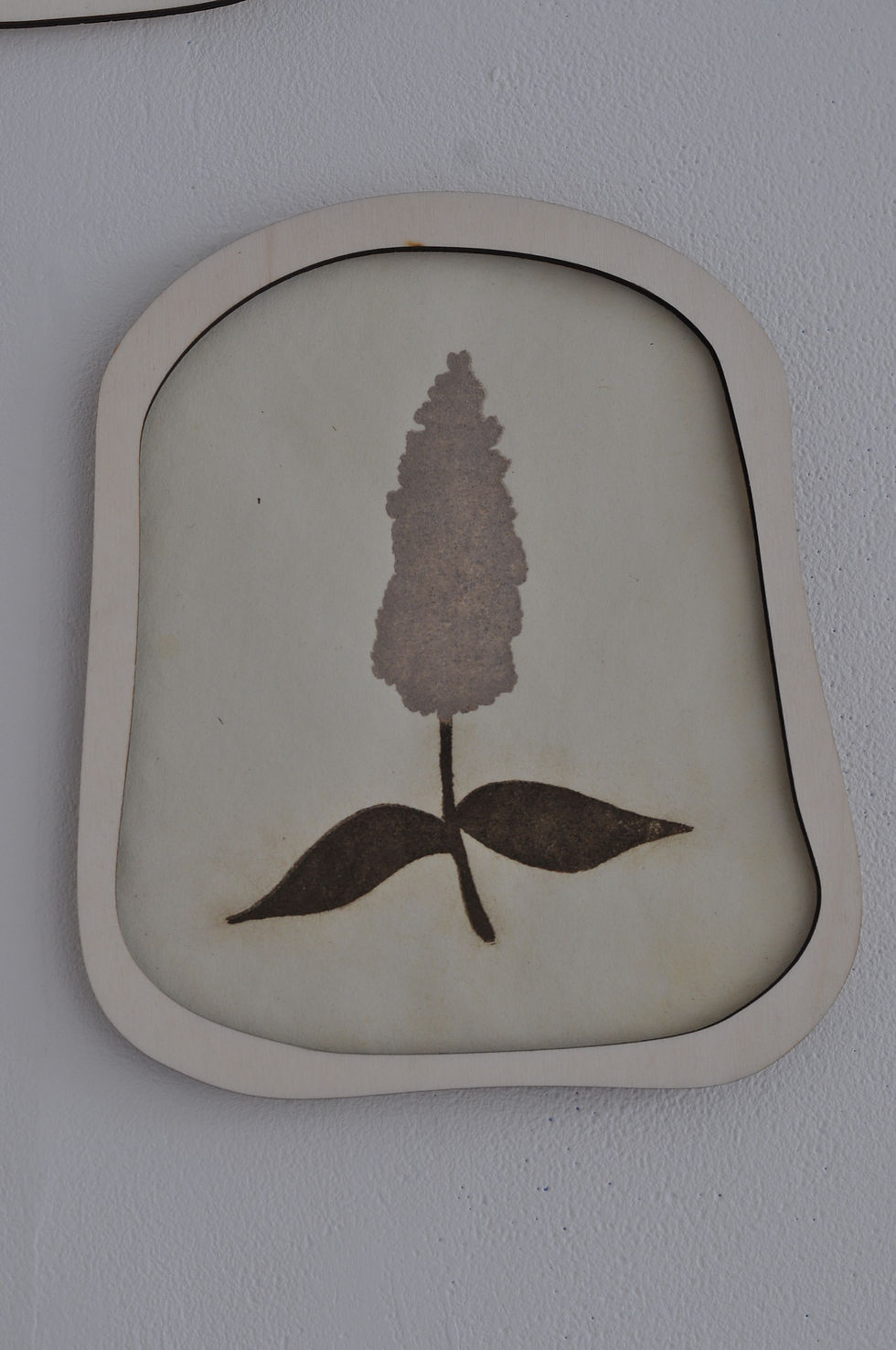 Buddleia
