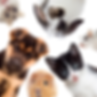 Pets & People-2.png