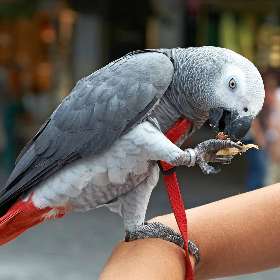 Thumbnail: Pet Skin Relief & Wellness Spray