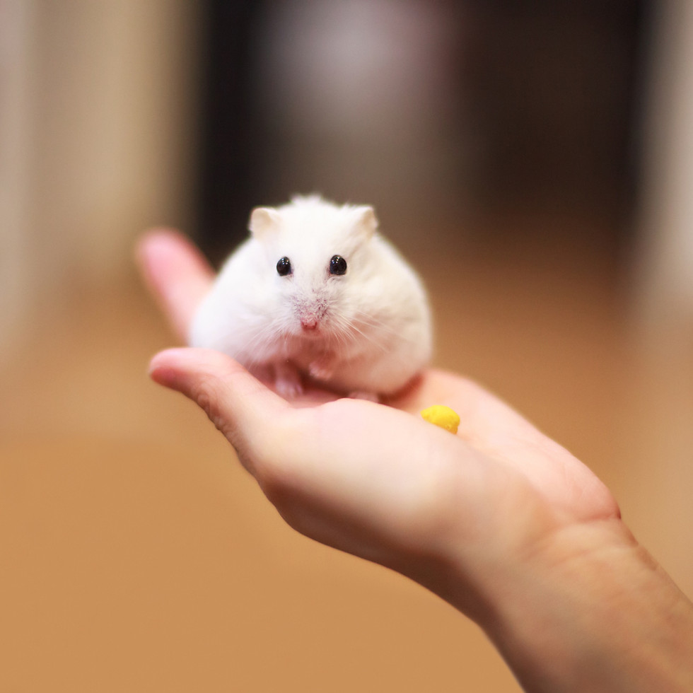 Thumbnail: Pet Skin Relief & Wellness Spray