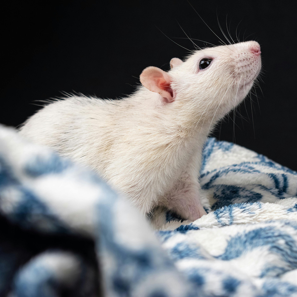 Thumbnail: Pet Skin Relief & Wellness Spray