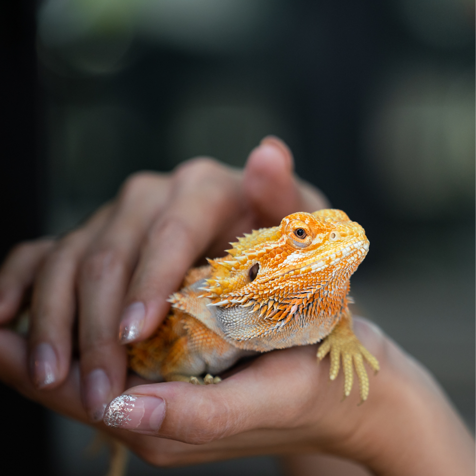 Thumbnail: Pet Skin Relief & Wellness Spray