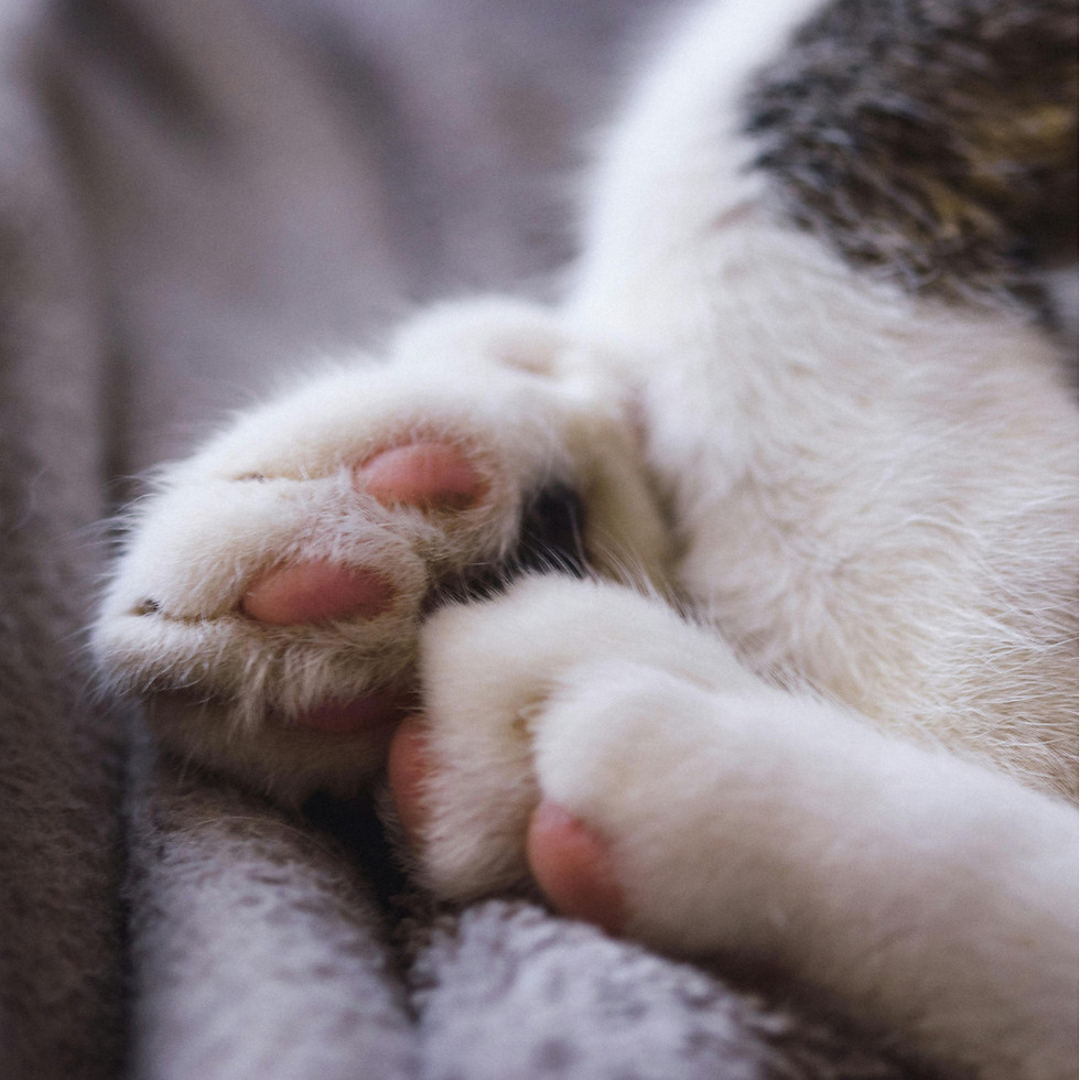 Thumbnail: Pet Skin Relief & Wellness Spray