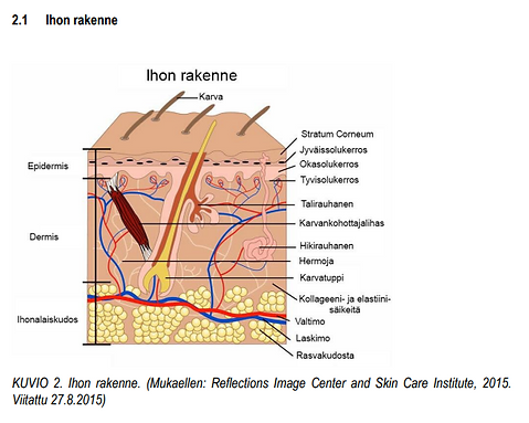 Ihon rakenne - 2015.png