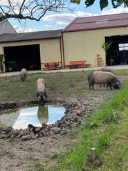 AfterWork am Bauernhof_Dorf in der Stadt_230628 (45).JPG