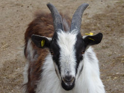 AfterWork_G'schichtln aus dem WW_220506 (c) ÖKL (193)-001.JPG