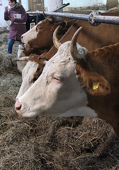 AfterWork_Gschichtln aus dem Wienerwald_251017 (c) Koliha (49).jpg