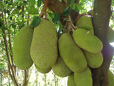 jaca-verde.jpg