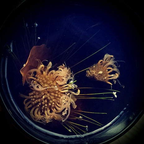 jiya reid plant image.jpg