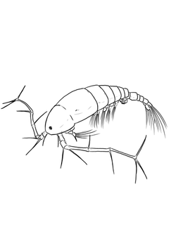 copepod