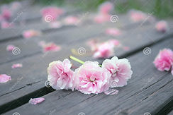 mola-flores-de-cerejeira-cor-rosa-que-ca