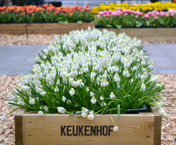 Parc Keukenhof