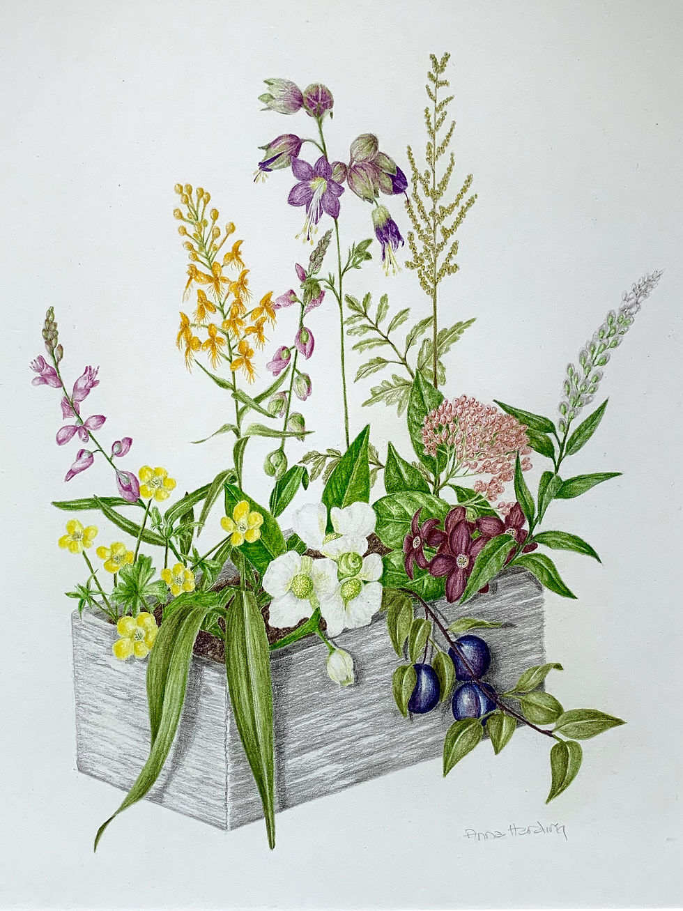 First Friday Gallery Walk Reception: Botanical Art League of the Eastern Shore