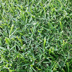Kikuyu-Grass4_edited.jpg
