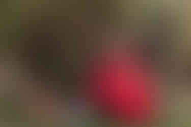 Austen Hunter Photography Family Maternity Couples Engagement Fashion Photographer Holiday Christmas Card Portraitures Outdoor Flash Session Outfit ideas inspiration Canon Camera family pose