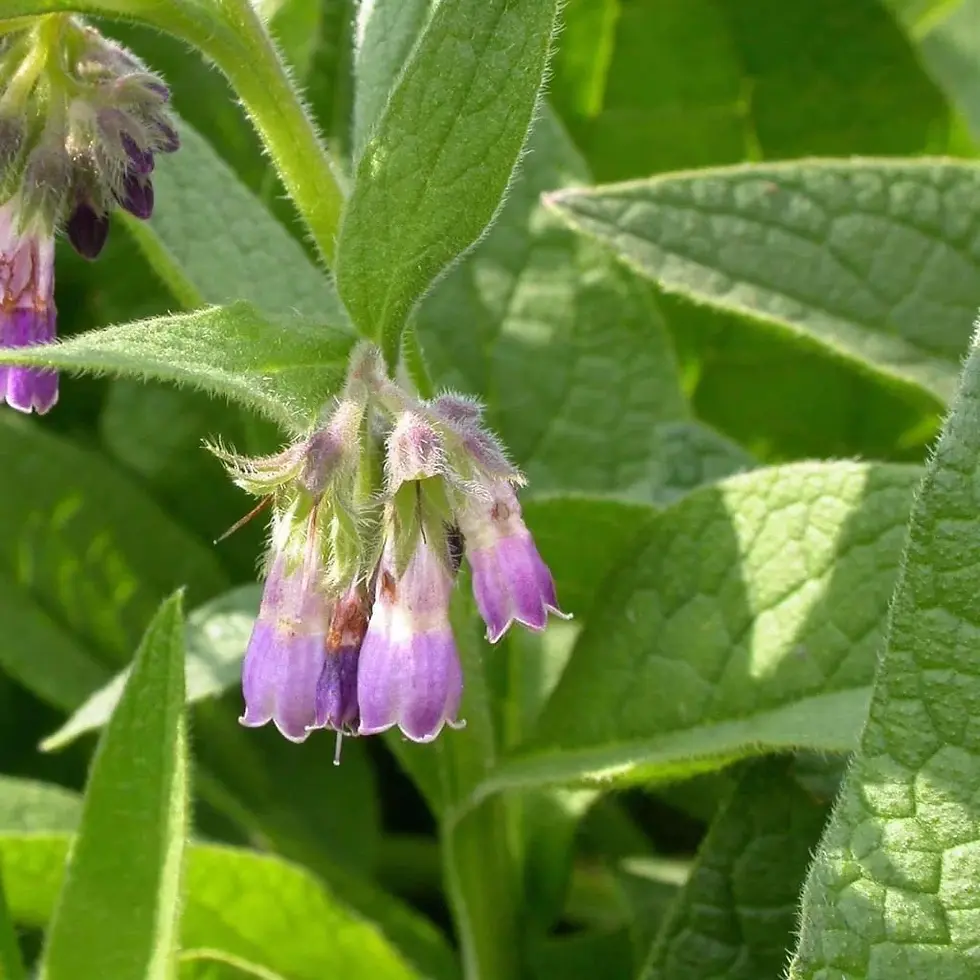 Close-up of purple bell-shaped flowers with fuzzy stems against a backdrop of large green comfrey leaves. Bright, natural setting.