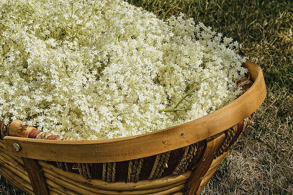 Basket filled with white elderflowers on dry grass. The wooden basket has woven details. The sun casts a warm light, creating a rustic feel.