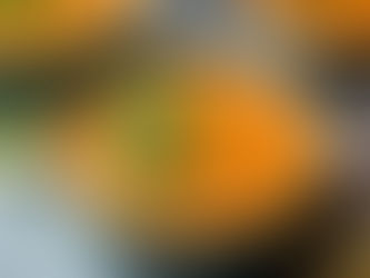 Green bowls of creamy red lentil soup topped with cilantro sit on a gray surface. Lemon slices are nearby, creating a fresh, vibrant setting.