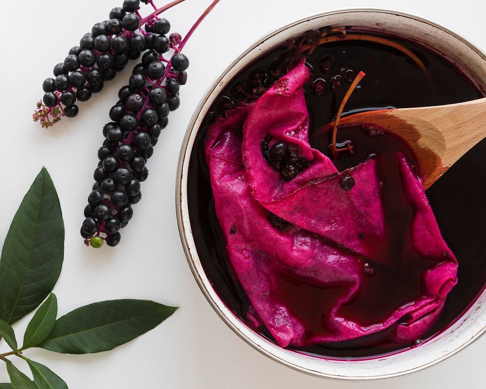 A pink cloth dyed in dark liquid with berries in a pot, wooden spoon visible. Two elderberry clusters and green leaves on the side.