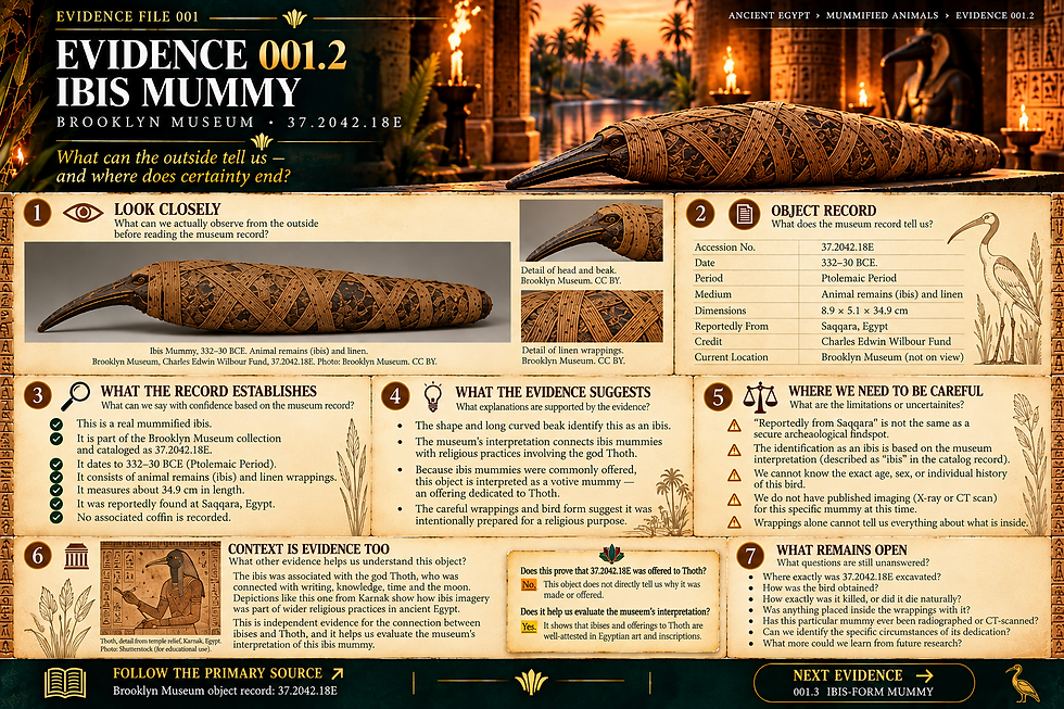 Educational infographic examining ancient Egyptian ibis mummies and their association with Thoth, the god of writing and knowledge.