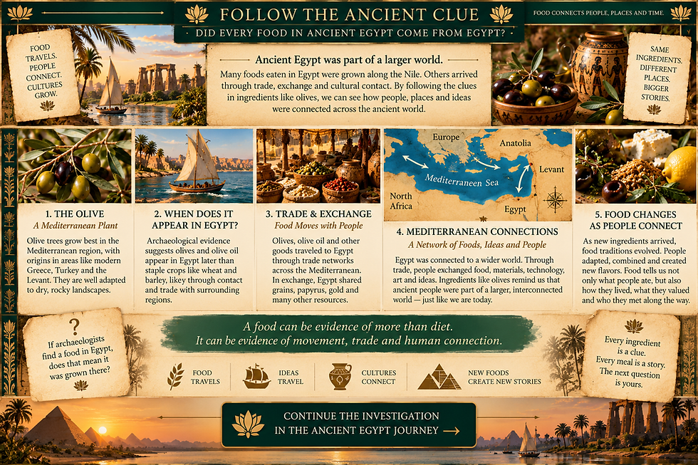 Ancient Egyptian food investigation showing olives, Mediterranean trade and how ingredients traveled to Egypt