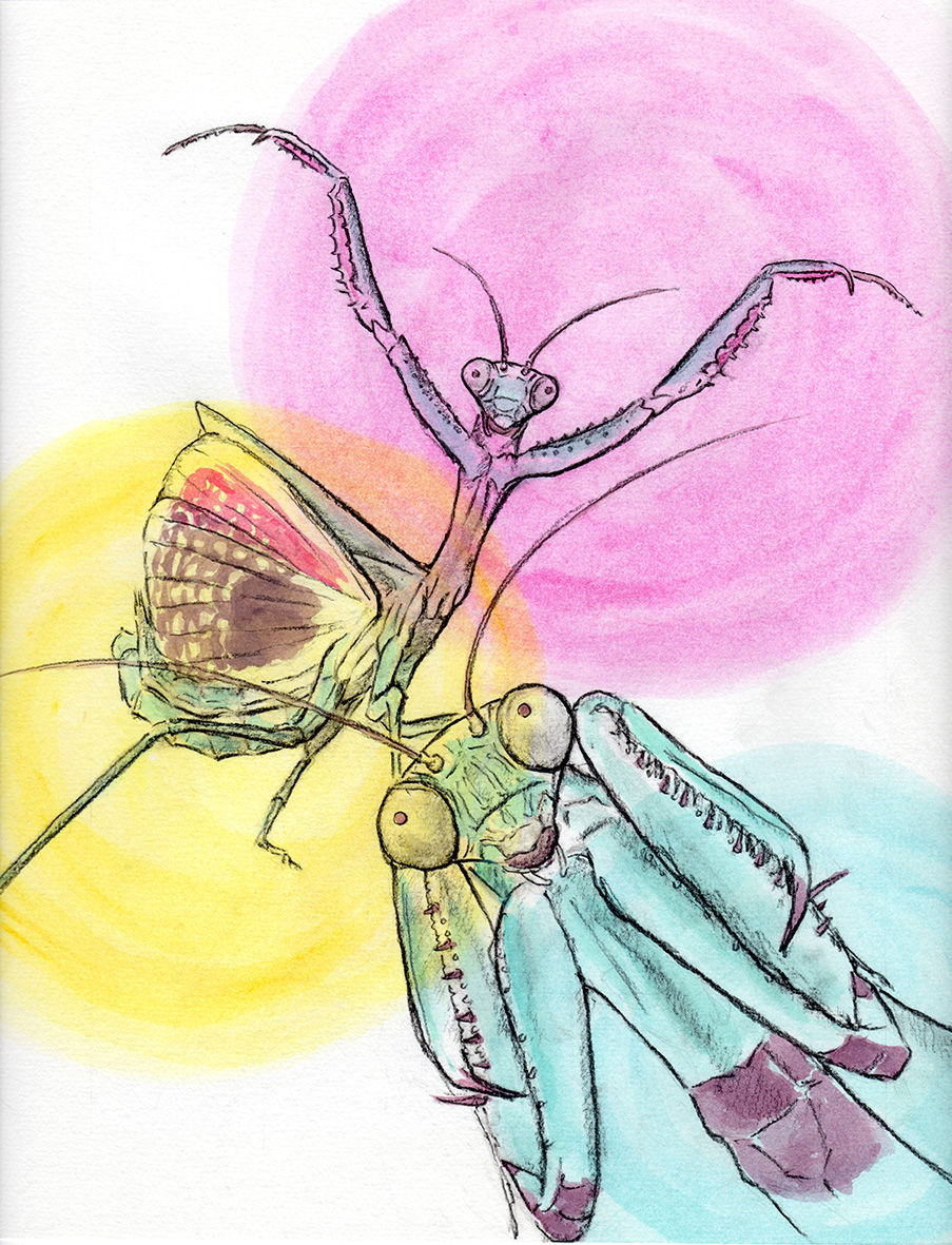 mantis