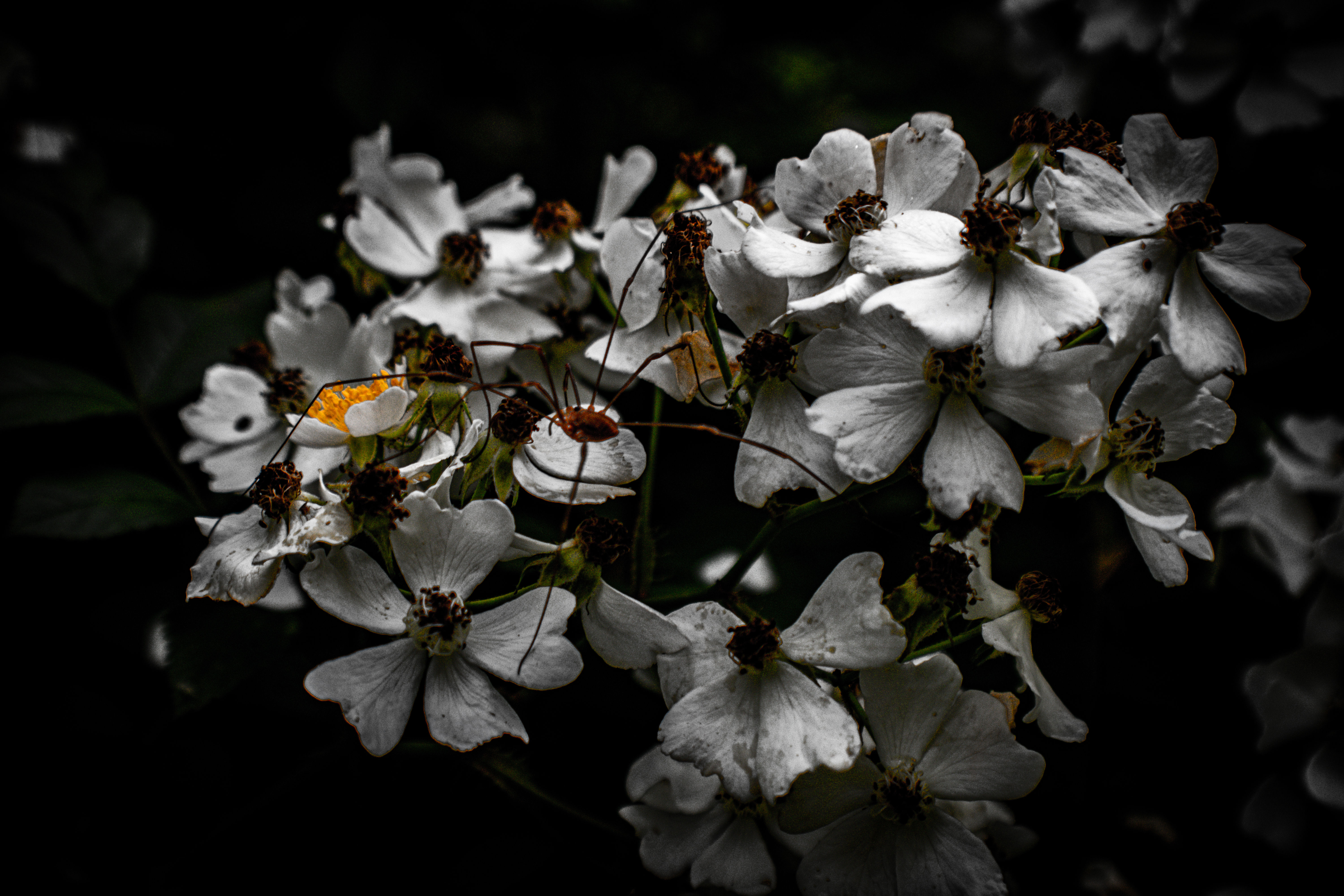 Daddy Long Legs on Small White Flower Cluster