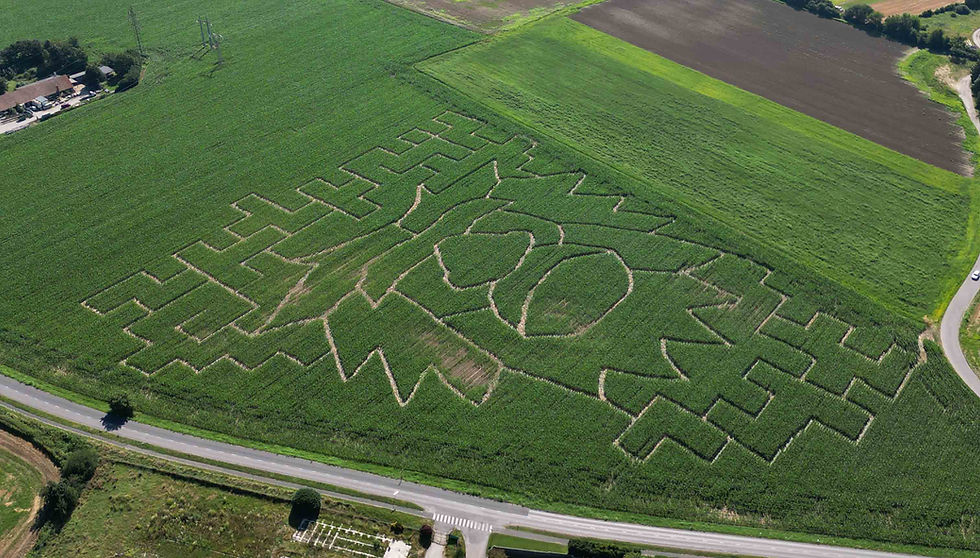 Wide angle view of a colorful corn maze from above