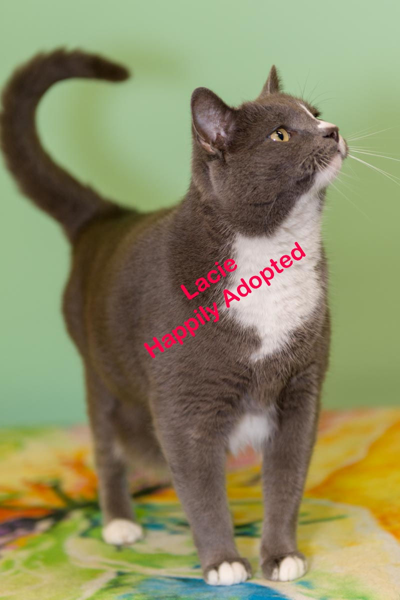 Lacie Happily Adopted