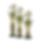 Thumbnail: GC Set Specials - Tier 1  - 12", 14", 16" - 10ct ea