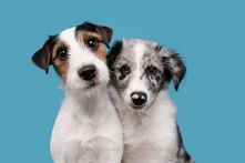 dos perros cachorros