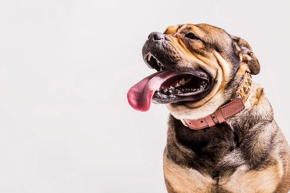 perro con la boca abierta
