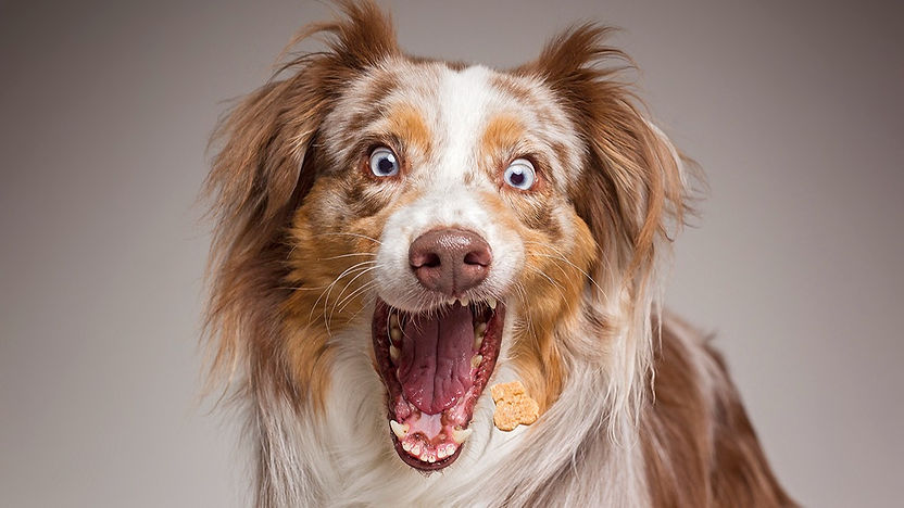 educacion canina en positivo