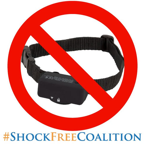 No al collar electrónico para perros