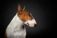bull terrier
