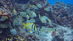 OSC y pescadores desarrollan innovador arrecife sostenible en Veracruz