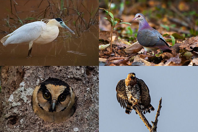 Registro de Nuevas Especies