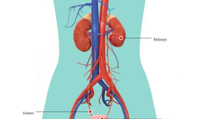 Excretory System