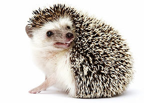 shutterstock_308333702-1.jpeg