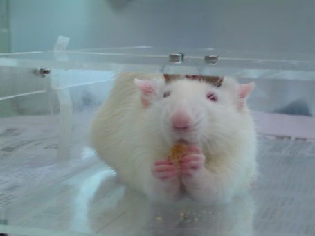 04917headRestrainedRat (4).JPG