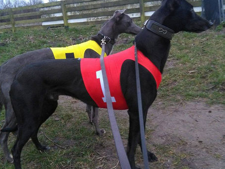 Årets första banjobb och tryckklar tidning