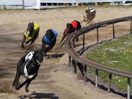 Dubbelseger i årsdebuten — och valpsuccé