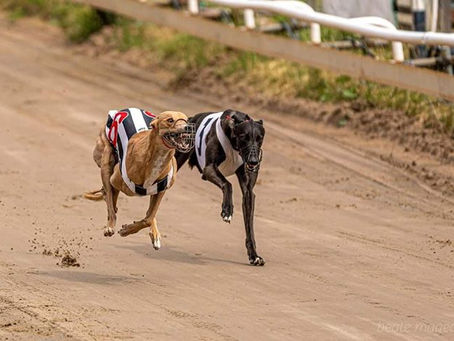 Succéhelg för Ditzy Doo-barnen