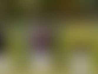 Mosalah vann Svenskt Avelslopp