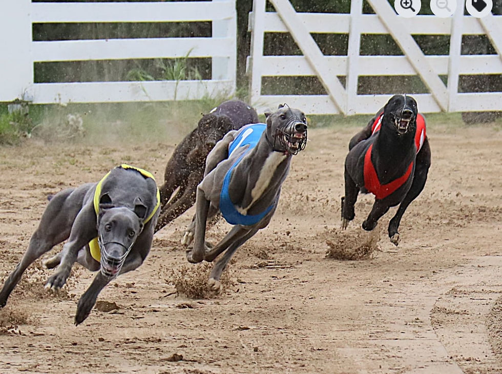Mosalah jagar tätduon in på upploppet. Bild: Ib Borg.