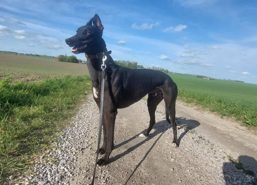 Snygge Charlie (Mosalah)