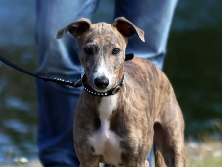 Händelserikt efter SM-veckan