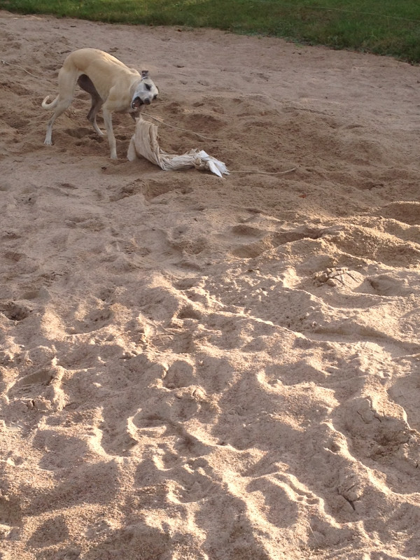 Loka tar haren i Halmstad (Whippet Race)